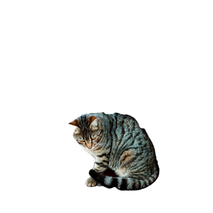 Cozy Tabby Cat Sitting On A Rustic Wooden Table With Green Plants In İZmir, TüRkiye. 18050 - Cat PNG image with transparent background